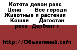 Котята девон рекс › Цена ­ 1 - Все города Животные и растения » Кошки   . Дагестан респ.,Дербент г.